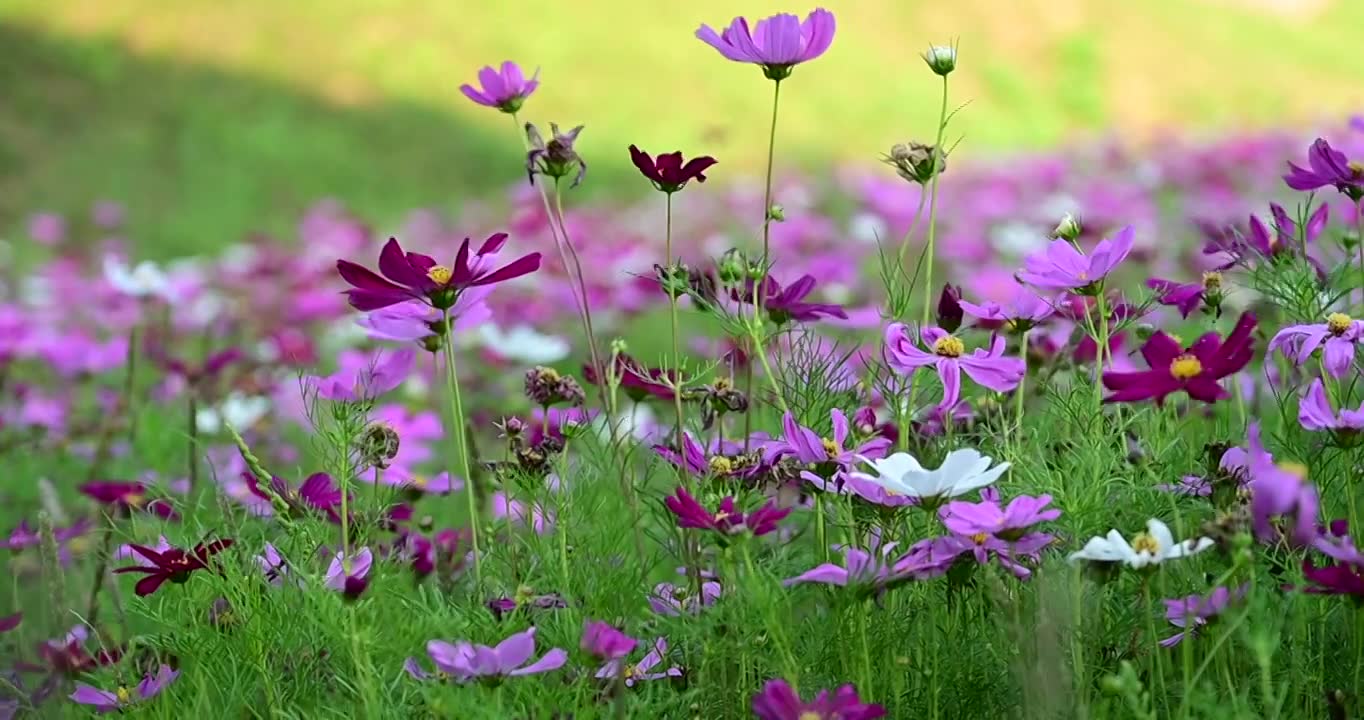 格桑花视频素材画面1