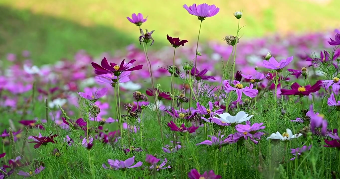 格桑花视频素材画面4