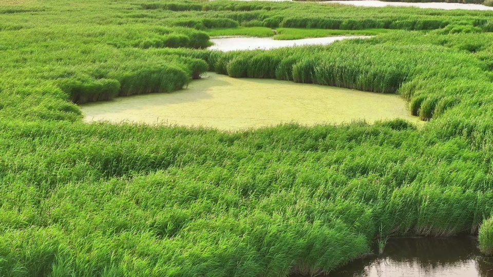 高铁穿越湿地4K60P视频素材画面2