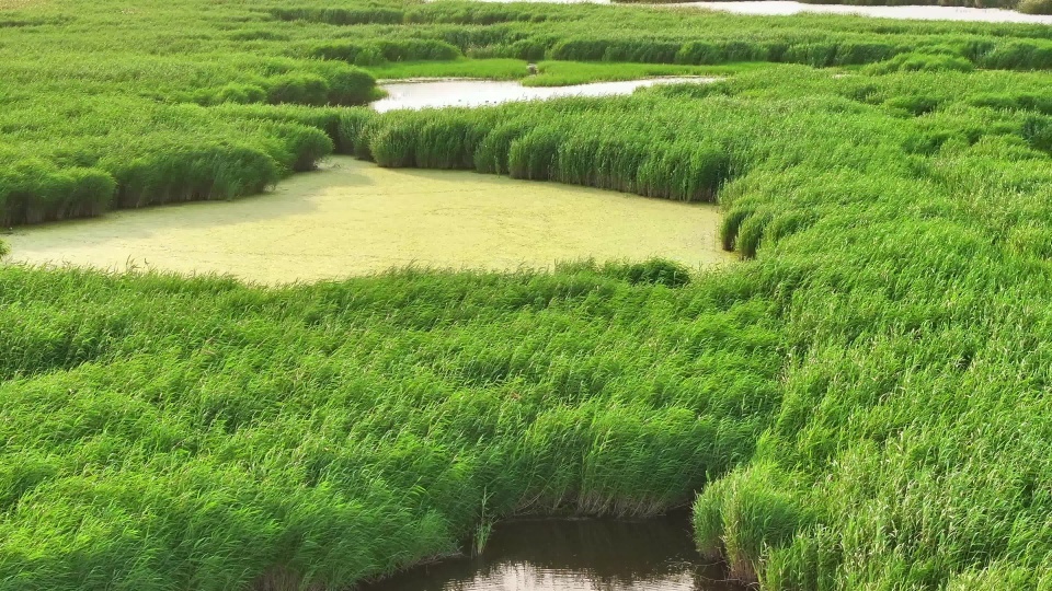 高铁穿越湿地4K60P视频素材画面4