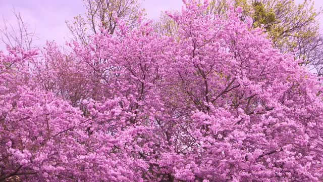 樱花视频素材