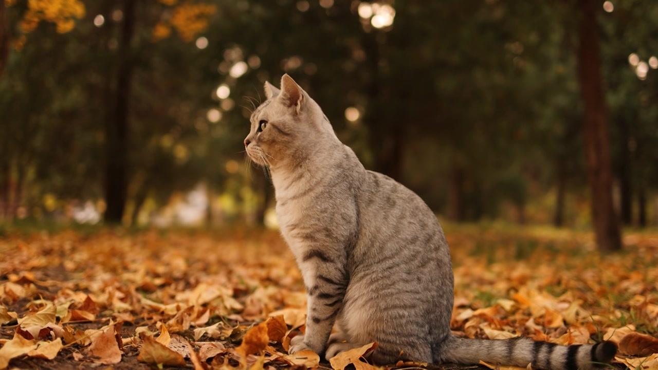 秋天户外孤独的流浪猫视频素材画面1