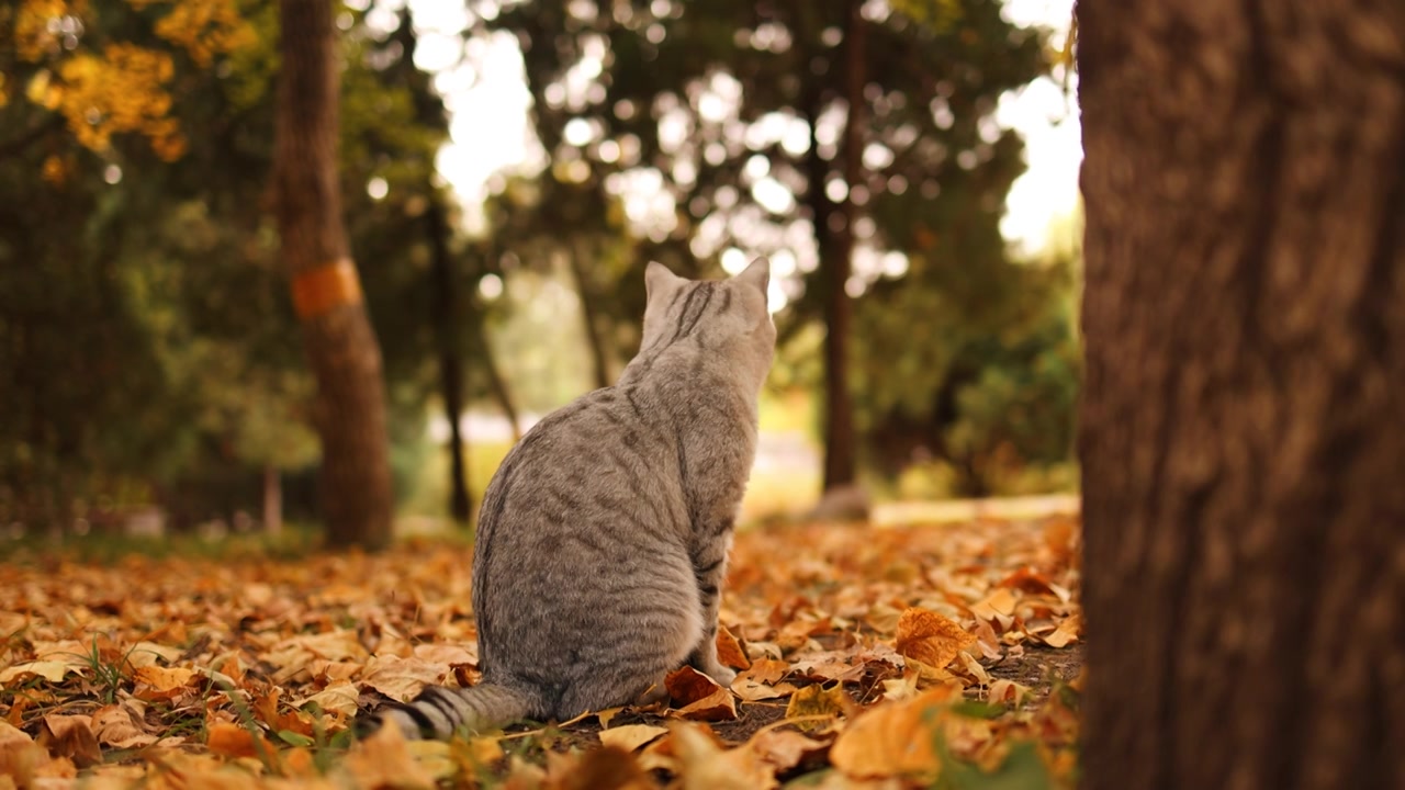 秋天户外孤独的流浪猫视频素材画面3