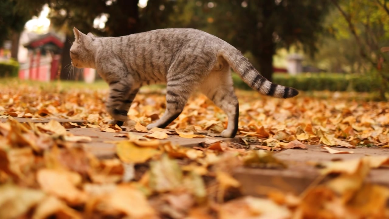 秋天户外孤独的流浪猫视频素材画面4