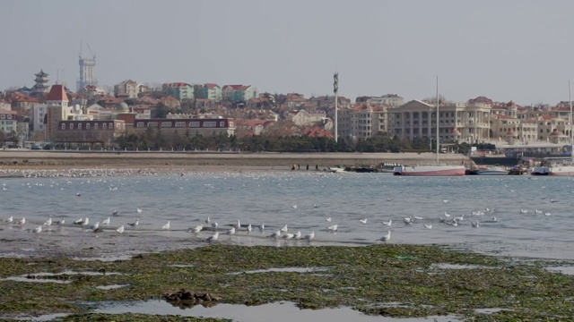 海面上的海鸥视频素材