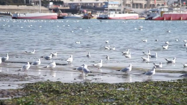 海面上的海鸥视频素材