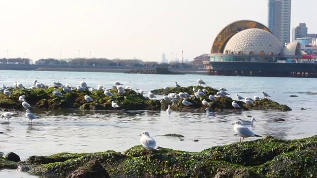 青岛海边的海鸥视频素材