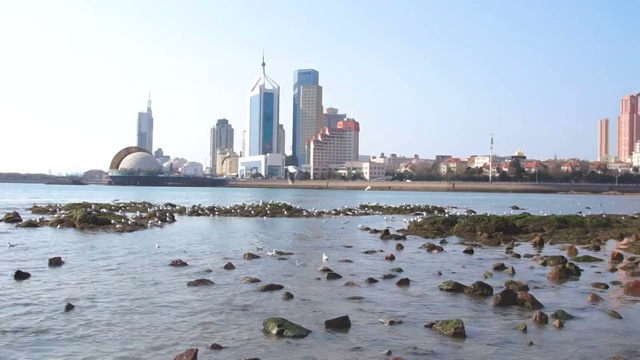 青岛栈桥飞翔的海鸥视频素材