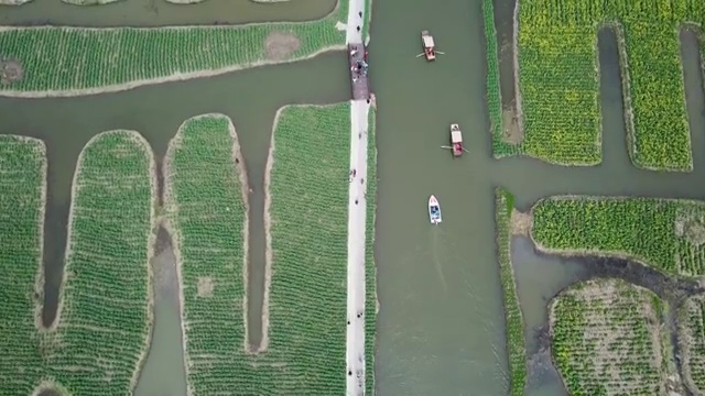 航拍摄影兴化千垛油菜花 河流 船 塔视频素材