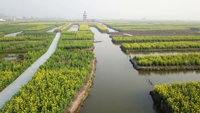 航拍油菜花视频素材