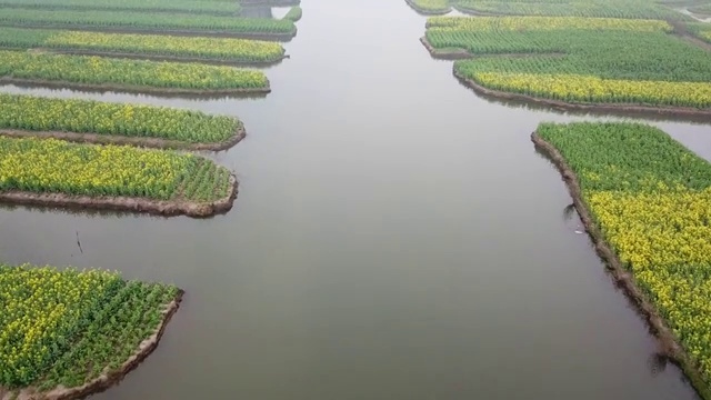 航拍油菜花视频素材