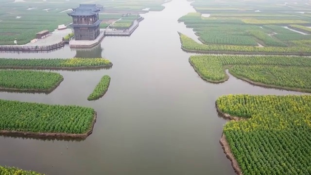 航拍摄影兴化千垛油菜花 河流 船 塔视频素材