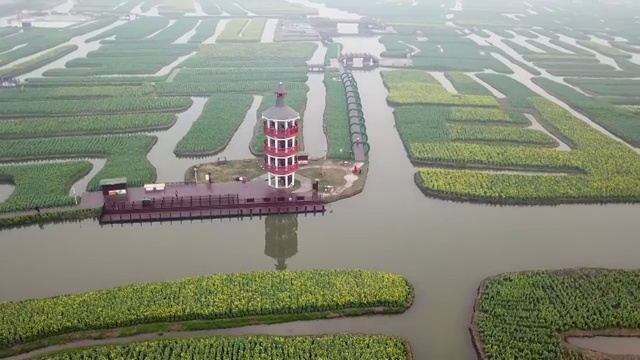 航拍摄影兴化千垛油菜花 河流 船 塔视频素材