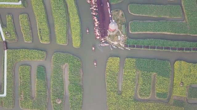 航拍摄影兴化千垛油菜花 河流 船 塔视频素材