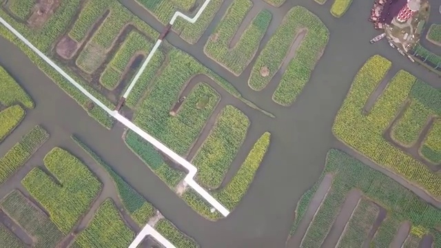 空中多田油菜籽花视频素材