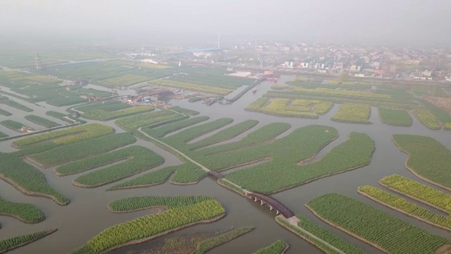 空中杏花油菜籽花视频素材