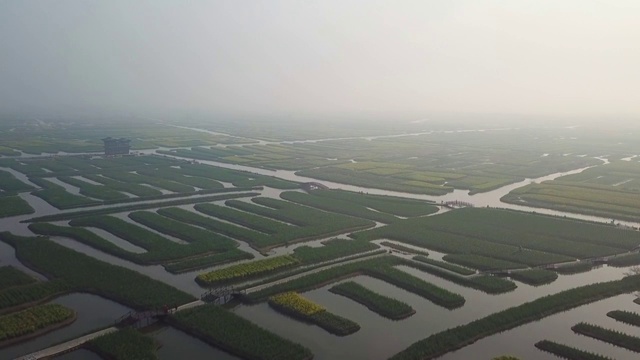 空中杏花油菜籽花视频素材