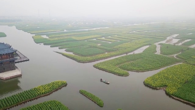 空中多田油菜籽花视频素材