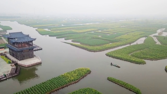 空中杏花油菜籽花视频素材