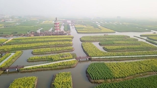 空中多田油菜籽花视频素材