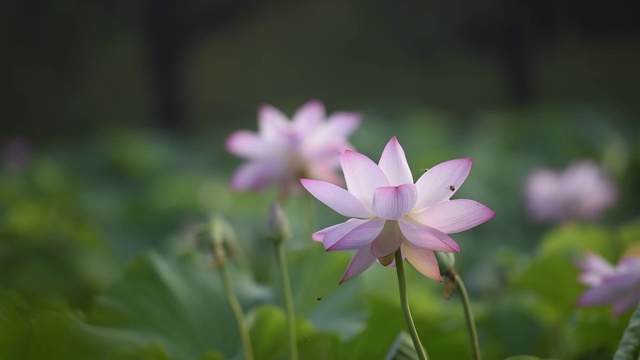 在荷花中采蜜的小蜜蜂视频素材