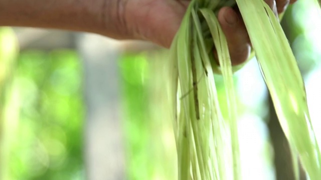 剥苎麻皮视频素材