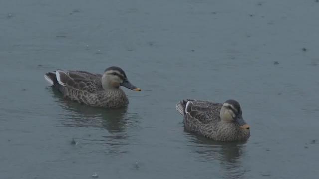 西湖里的野鸭视频素材