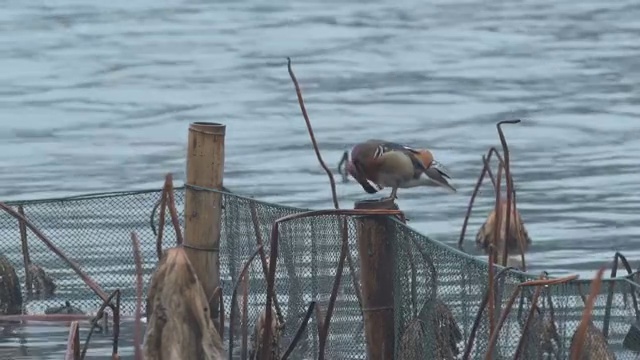 西湖雨里的鸳鸯视频素材