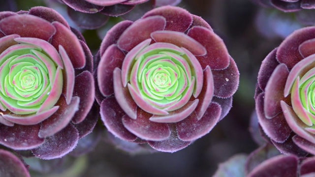 盆栽的多肉植物视频素材