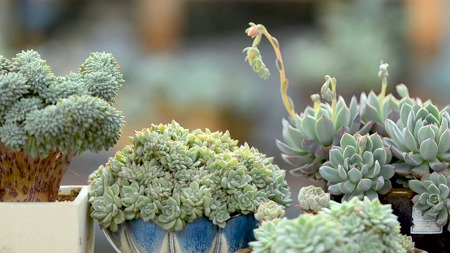 盆栽的多肉植物视频素材