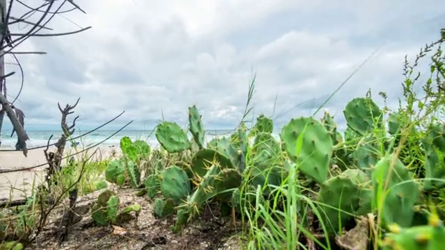 透过仙人掌的海边风景视频素材