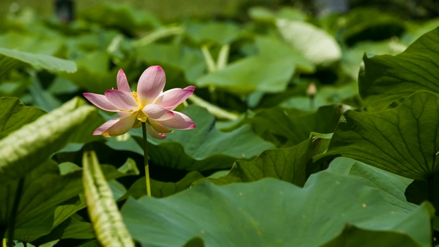 荷花视频素材