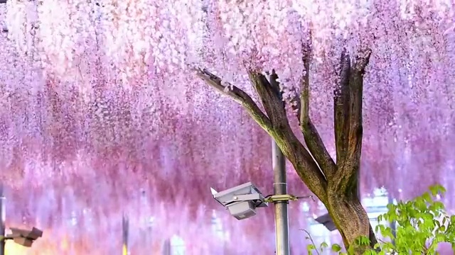 日本紫藤花固定机位特写镜头视频素材