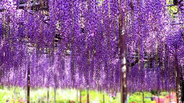 日本紫藤花固定机位特写镜头视频素材