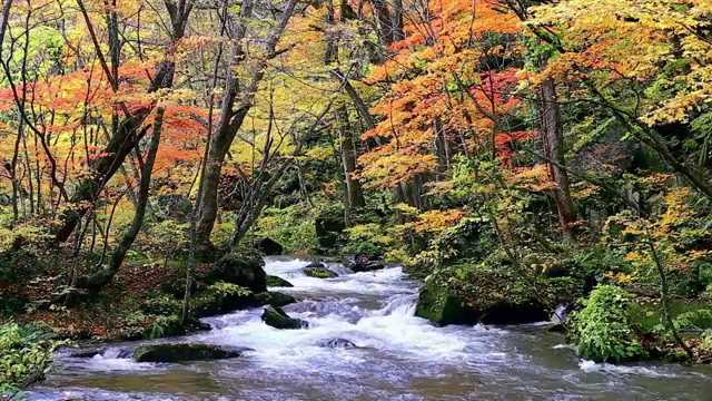 日本青森县奥入濑溪自然风光固定机位视频素材