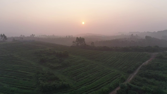 南方茶园视频素材