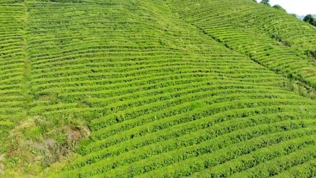 航拍绿色的茶园视频素材