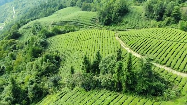 航拍有机茶园视频素材