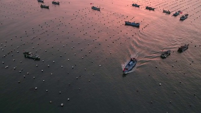 航拍夕阳下的浙江舟山花鸟岛海上渔场的渔船视频下载