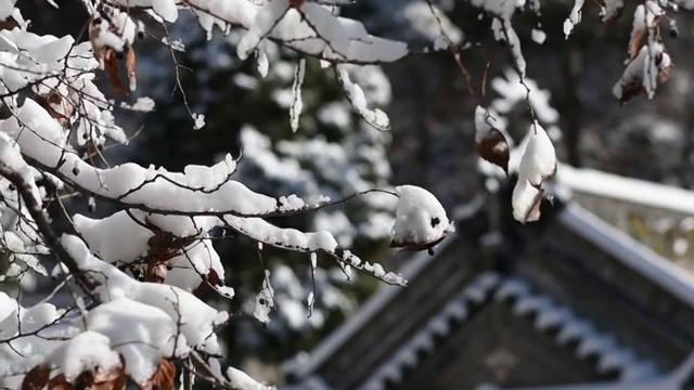 枝头上的雪视频下载