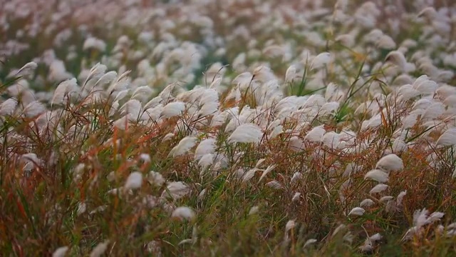 芦苇 南洞庭 芦苇荡 洞庭湖 湖泊 植被视频素材