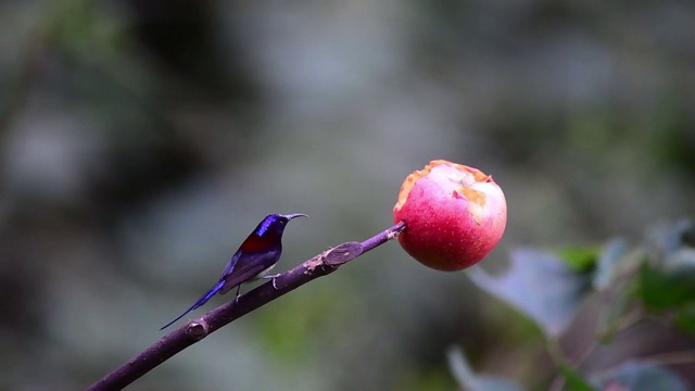 鸟视频素材