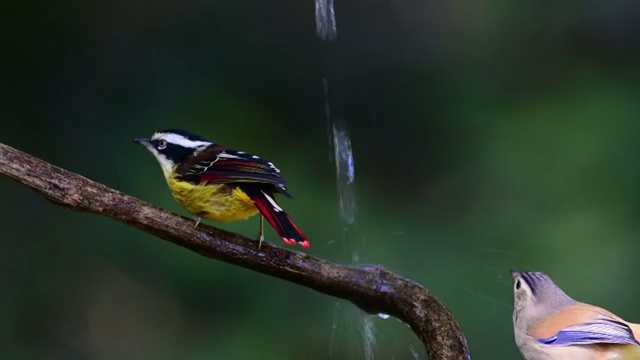 鸟视频下载