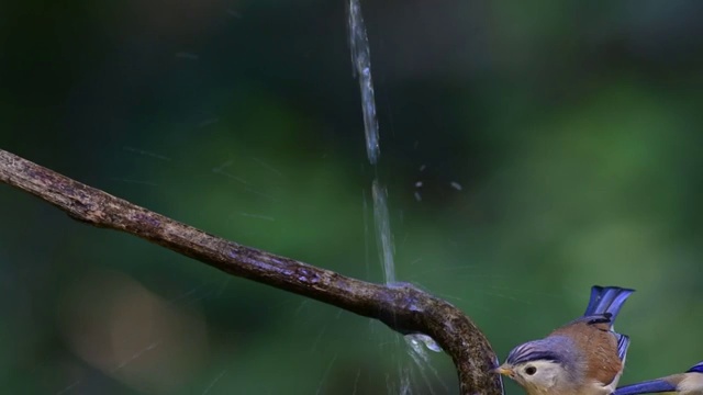 鸟视频素材