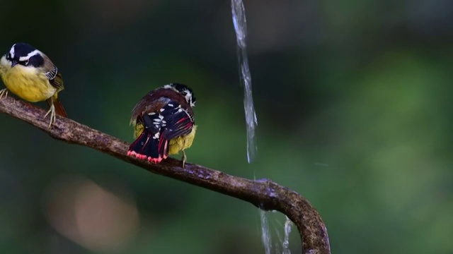 鸟视频素材