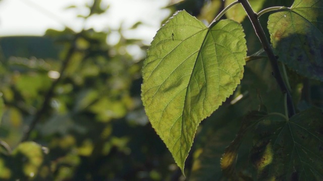 桑叶视频素材