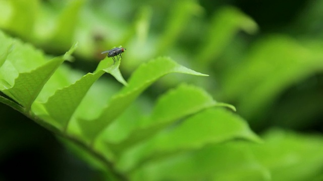 苍蝇视频素材