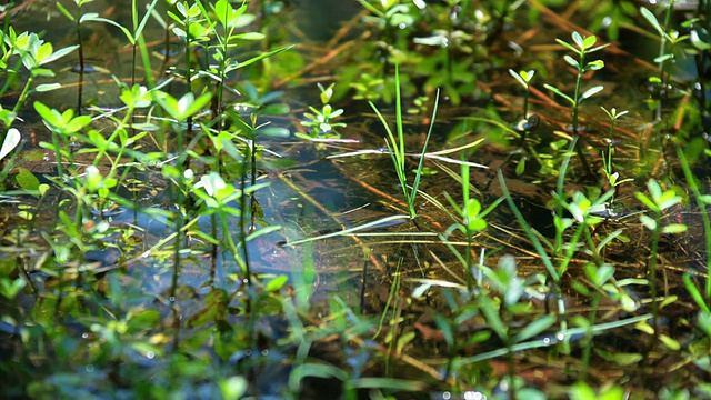 池塘缩影视频素材