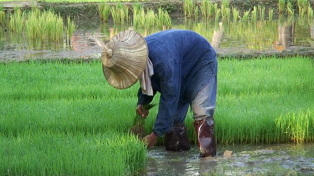 MS Worker从泰国收集水稻作物，亚洲视频素材