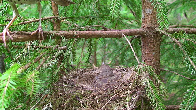 画眉鸟(Turdus philomelos)正在喂小鸡视频素材